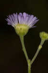 Daisy fleabane